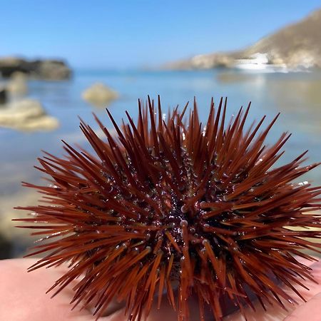 Appartamento Turistico L'Ulivo Marina di Palma Eksteriør bilde